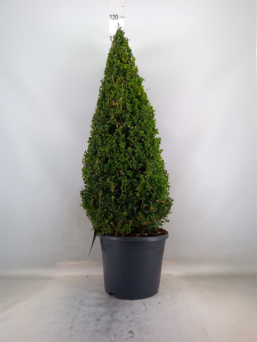 <h4>Buxus semp.   ...</h4>