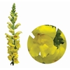 BOCA DE LEAO MONACO YELLOW 080 CM