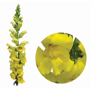 BOCA DE LEAO MONACO YELLOW 080 CM