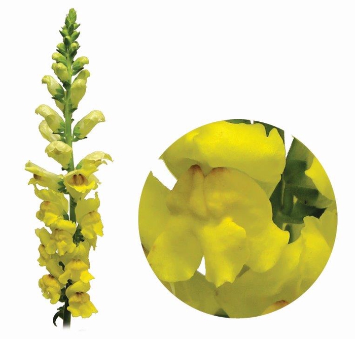 BOCA DE LEAO MONACO YELLOW 080 CM