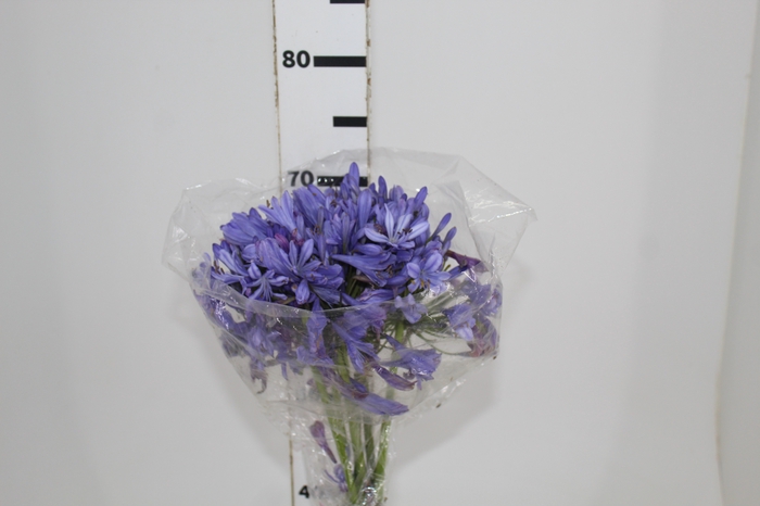 <h4>AGAPANTHUS LILAS</h4>