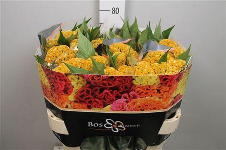 <h4>Celosia arg. CR 'Act Inca'</h4>