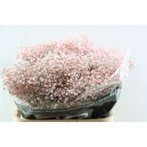 Gyps Grof Soft Pink (dip)