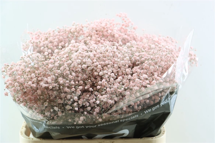 <h4>Gyps Grof Soft Pink (dip)</h4>