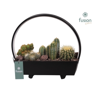 Lamp LED boog hout met Cactus mix