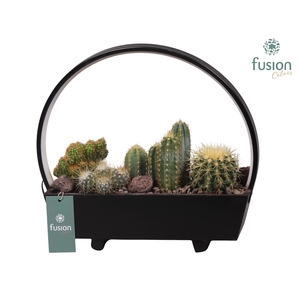 Lamp LED boog hout met Cactus mix