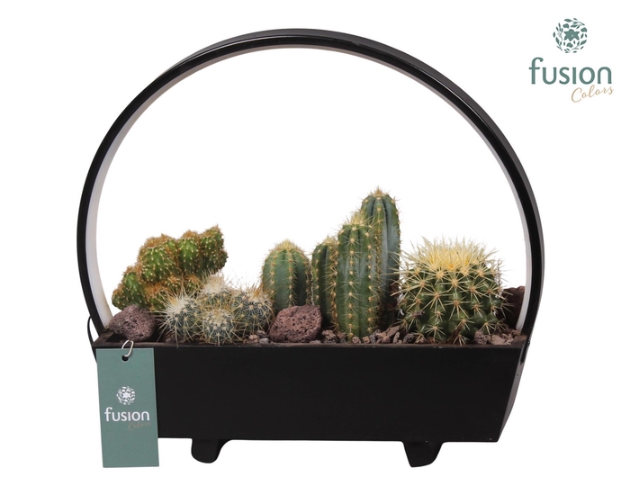 <h4>Lamp LED boog hout met Cactus mix</h4>