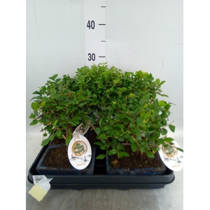 Bonsai   ...mix