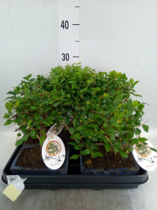 <h4>Bonsai   ...mix</h4>
