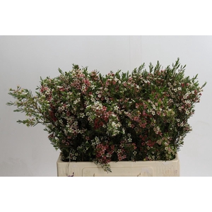 Chamelaucium My Sweet 16