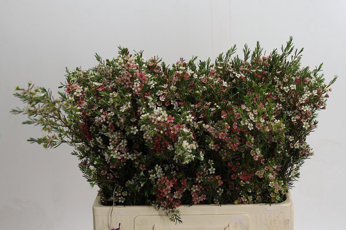 <h4>Chamelaucium My Sweet 16</h4>