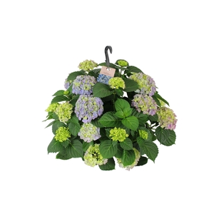 Hydrangea macr. 27cm Blauw Hangplant 20+ Bloem