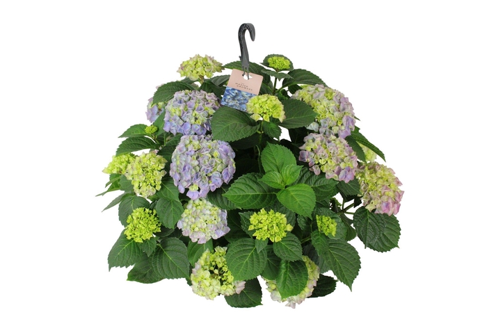 <h4>Hydrangea macr. 27cm Blauw Hangplant 20+ Bloem</h4>