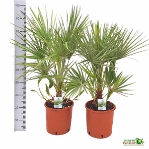 CHAMAEROPS HUMILIS