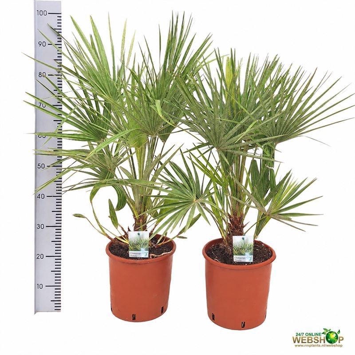 <h4>CHAMAEROPS HUMILIS</h4>