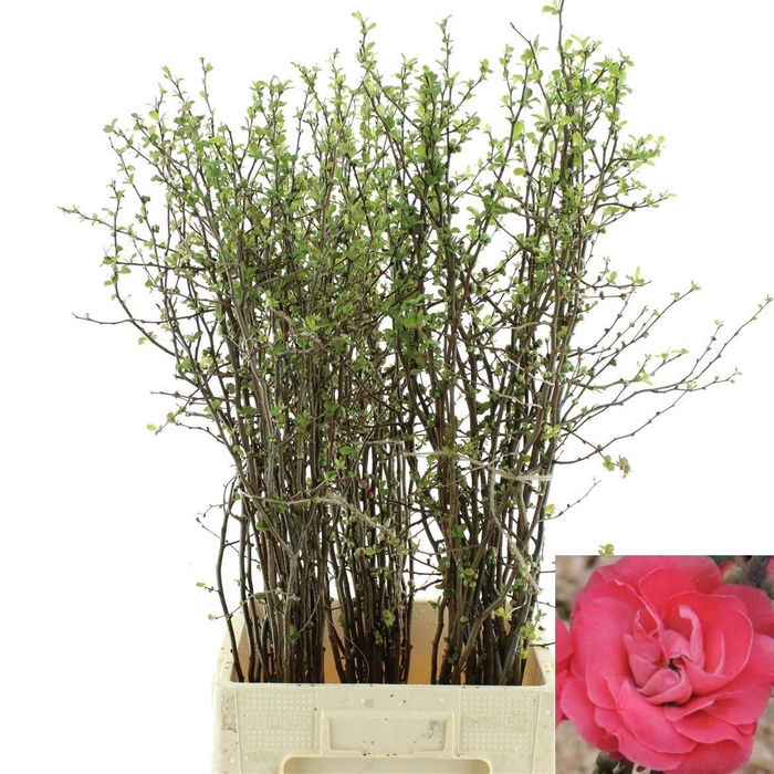 <h4>CHAENOMELES OV</h4>