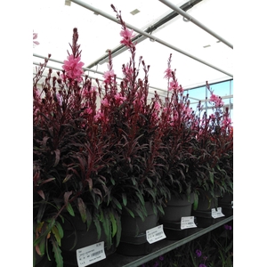 GAUR LI GEYSER ROZE