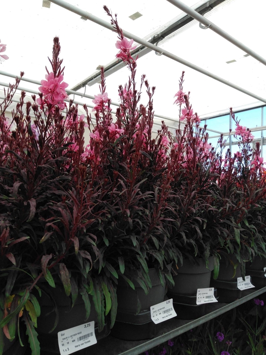 <h4>GAUR LI GEYSER ROZE</h4>
