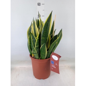 Sansevieria trifa.   ...
