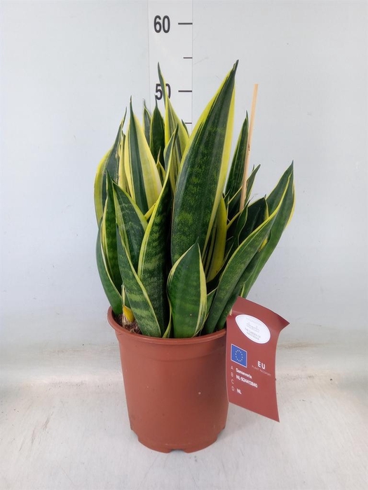 <h4>Sansevieria trifa.   ...</h4>