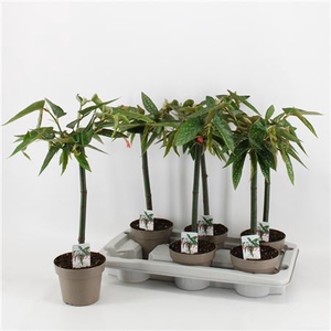 Begonia Tamaya Op Stam 14cm