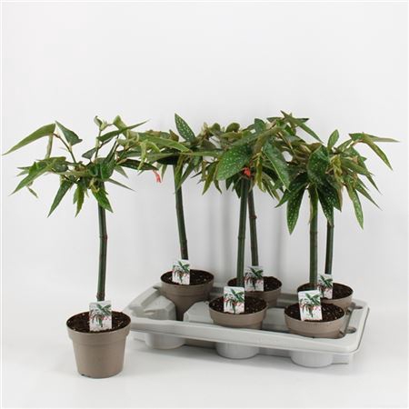 <h4>Begonia Tamaya Op Stam 14cm</h4>