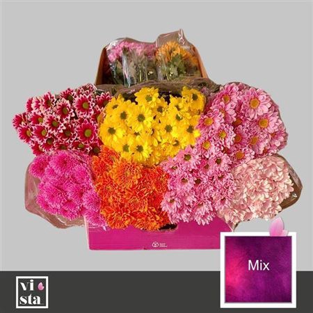 <h4>Chr T Mix</h4>