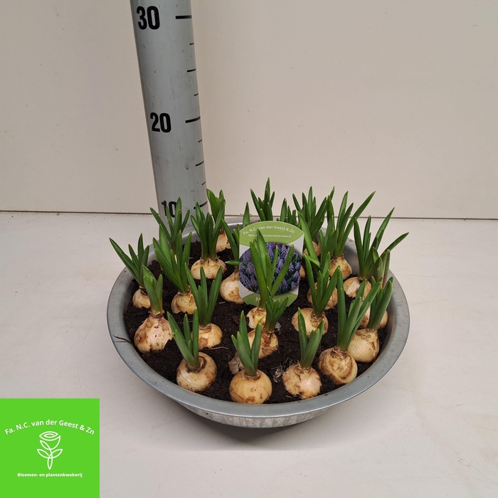 <h4>MUSCAR BIG SMILE</h4>