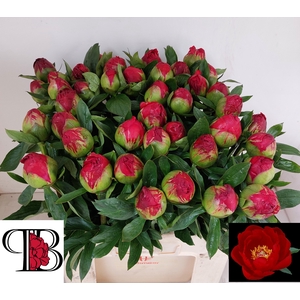 PAEO RED RED ROSE