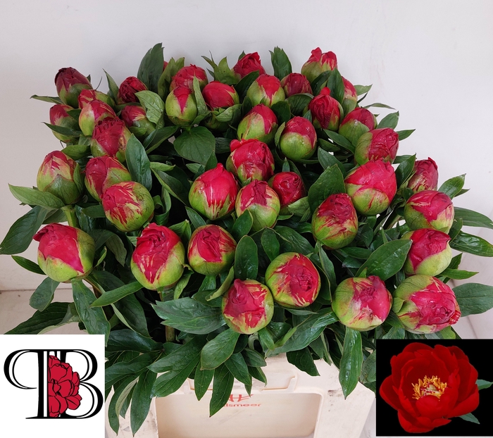 <h4>PAEO RED RED ROSE</h4>