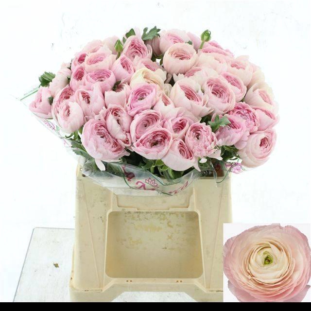 <h4>RAN SU HANOI</h4>