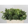 Pittosporum Ilan