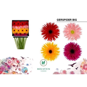 Gerbera Spider Mix Spider Diamond Per Kaart