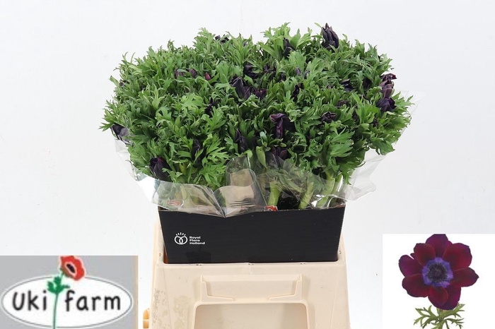 <h4>Anem Gall Bordeaux</h4>