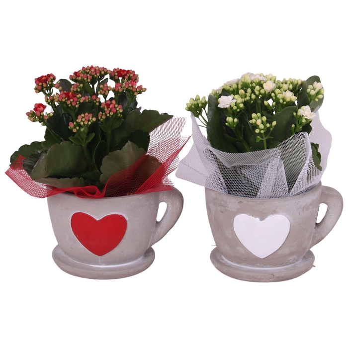 <h4>Valentine Arr. Indoor Ceramic Cup Hearts Red/White Ø15cm 1PP</h4>