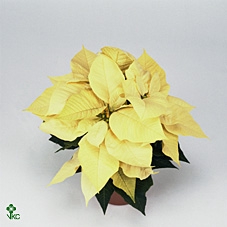 !! PROMO !! EUPHOR POINSETTIA WHITE P6