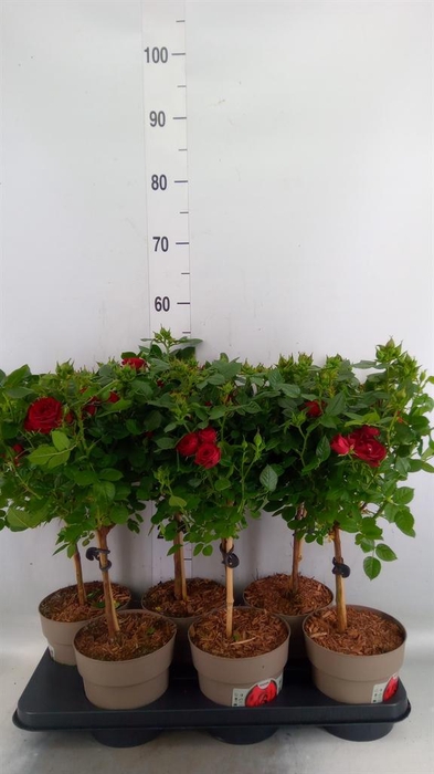 <h4>Rosa   ...</h4>