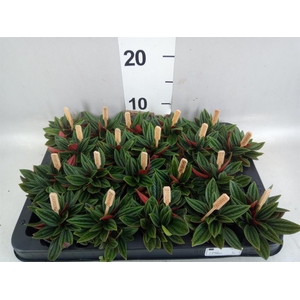 Peperomia cap. 'Rosso'