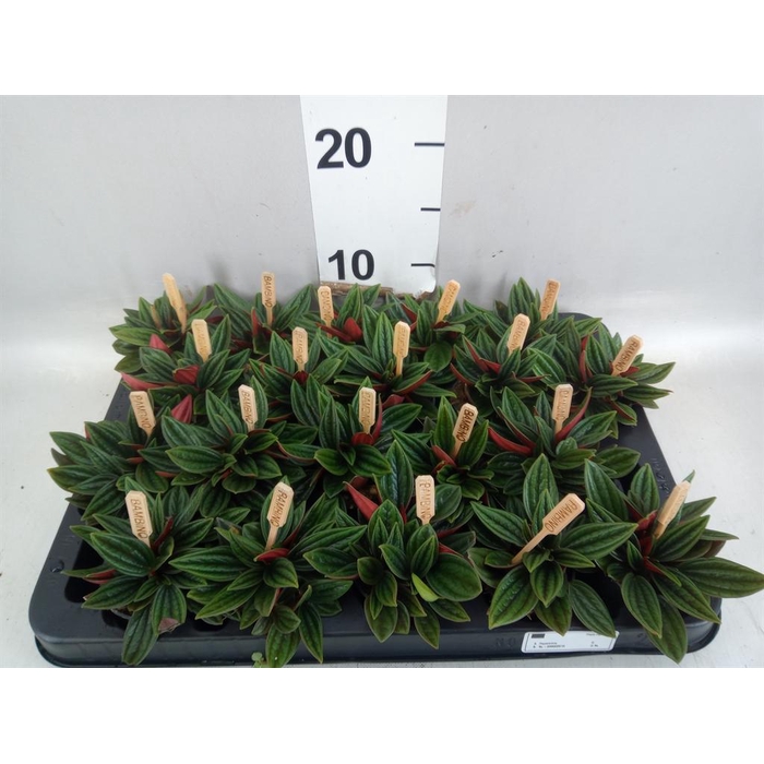 <h4>Peperomia caperata 'Rosso'</h4>
