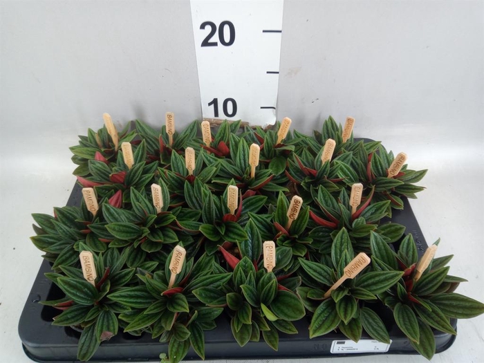 Peperomia caperata 'Rosso'