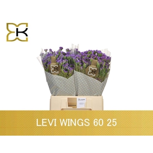 LIM S LEVIS WINGS