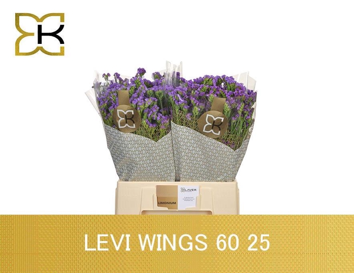 <h4>LIM S LEVIS WINGS</h4>