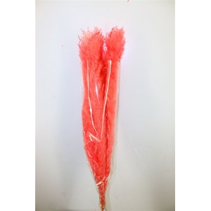 Dried Cortaderia Dadang Cerise 110cm