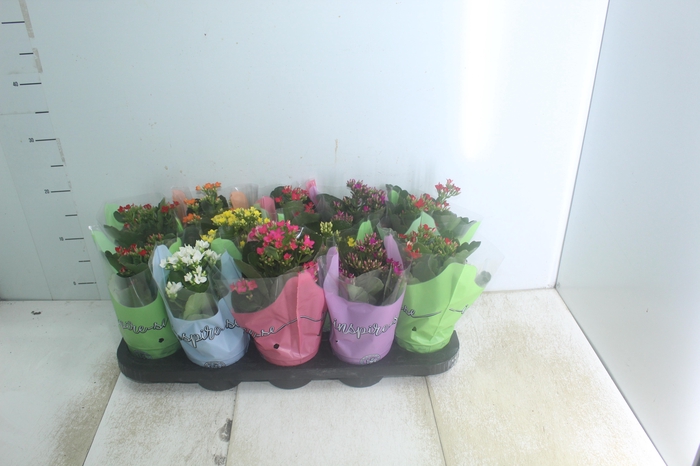 <h4>CELOSIA P14 VARIADO</h4>