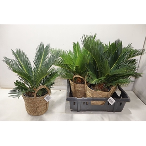 Cycas Revoluta In Mand