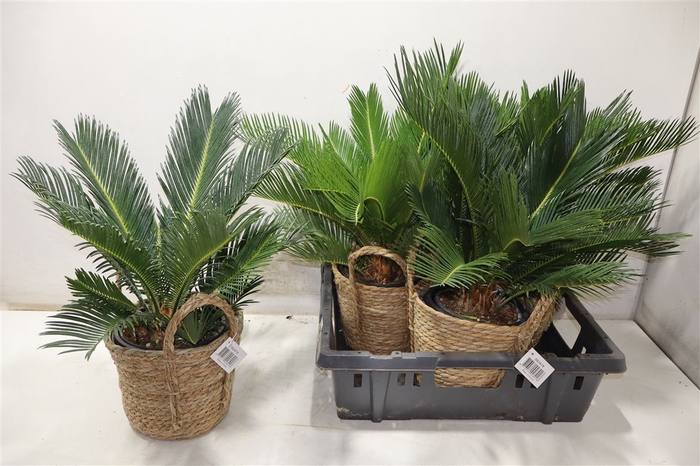 <h4>Cycas Revoluta In Mand</h4>