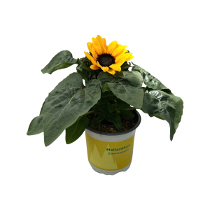 Helianthus Petisol
