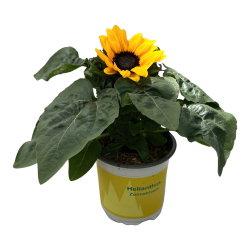 <h4>Helianthus Petisol</h4>