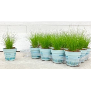 Stipa tenuissima ColorGrass Pony Tails 10,5Ø 20cm