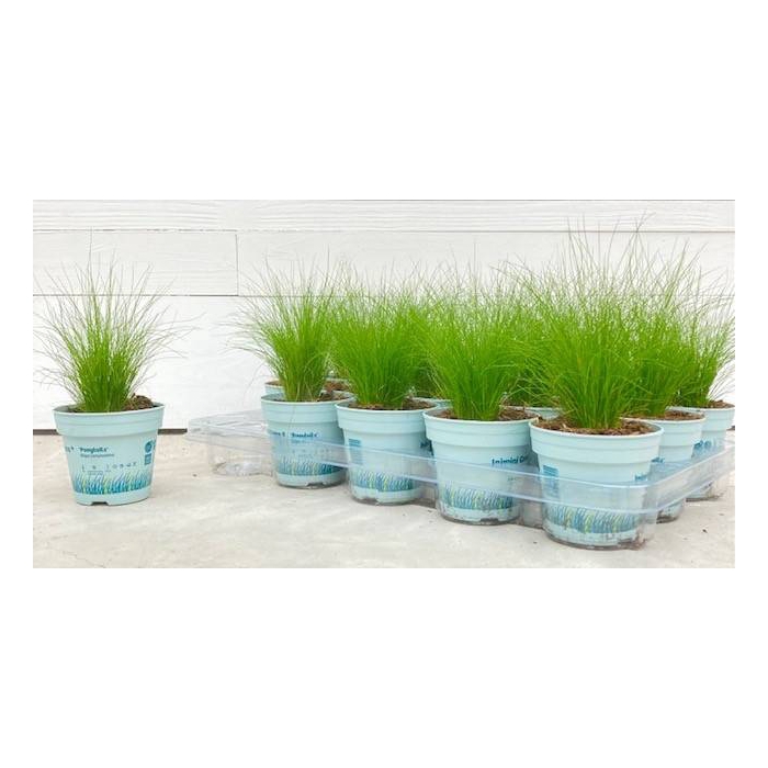 <h4>Stipa tenuissima ColorGrass Pony Tails 10,5Ø 20cm</h4>